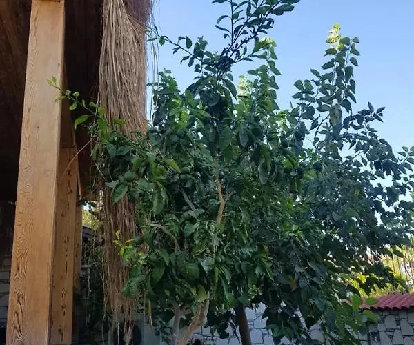 Alacati Sunset Butik 酒店 *